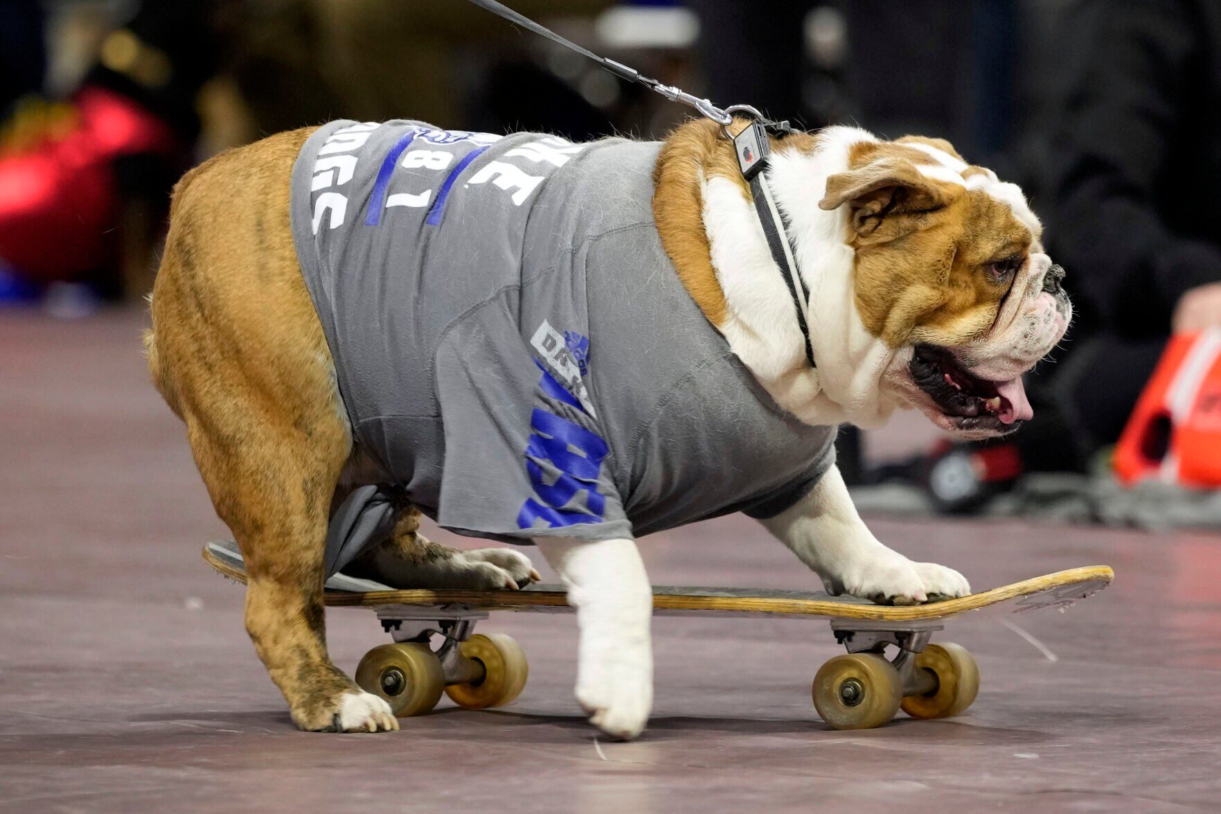 Beautiful Bulldogs